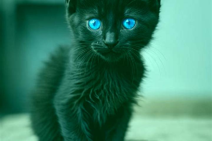 Hazel, 27, a black blue-eyed slavic companion based in Chicomba. Offering GFE, Tantra, Overnight, Prostate Massage, 69. Available for incall and outcall, ove...
