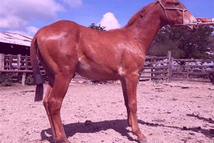 Hazel, 27 — Escort in Magozal, Mexico