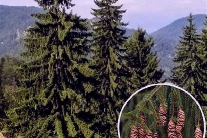 Hazel, 27 — Escort in Molid, Romania