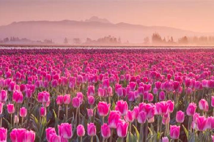 Hazel, 27 — Escort in Rolling Fields, United States