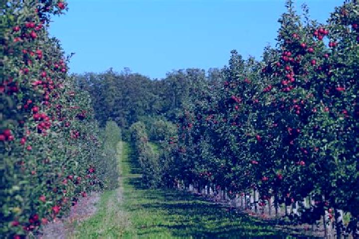 Hazel, 28 — Escort in The Orchards, United States
