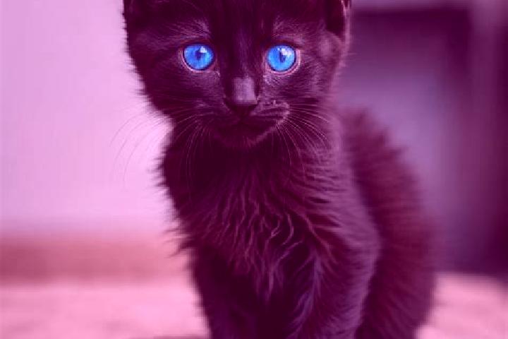 Hazel, 29, a black blue-eyed caribbean companion based in Devadanapatti. Offering Travel Companion, Tantra, Overnight, Fetish. Available for incall and outca...