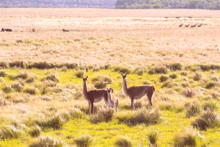 Hazel, 30, a blonde amber-eyed caribbean companion based in Pampa de los Guanacos. Offering Overnight, Prostate Massage, CIM, A-Level, 69. Available for inca...