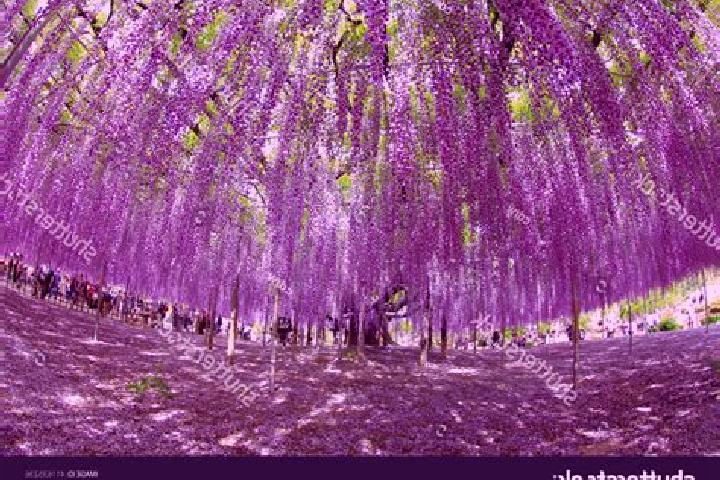 Hazel, 31 — Escort in Ashikaga, Japan