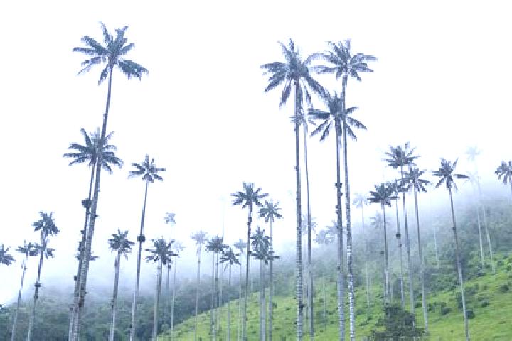 Hazel, 32 — Escort in La Palma, Colombia