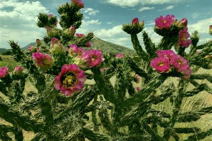 Hazel, 37 — Escort in San Gabriel Chilac, Mexico