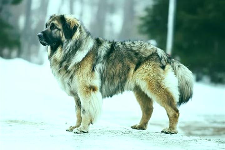 Hazel, 38, a black brown-eyed caucasian companion based in Santandrei. Offering Travel Companion, OWO, A-Level, Striptease. Available for incall and outcall,...