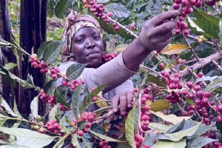 Hazel, 39 — Escort in Kyegegwa, Uganda