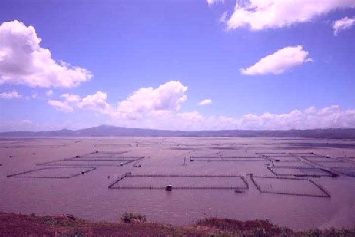 Iris, 21 — Escort in Laguna de Santa Rita, Mexico
