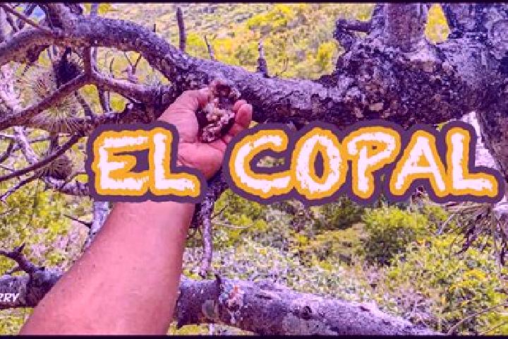 Iris, 24 — Escort in El Copal, Mexico