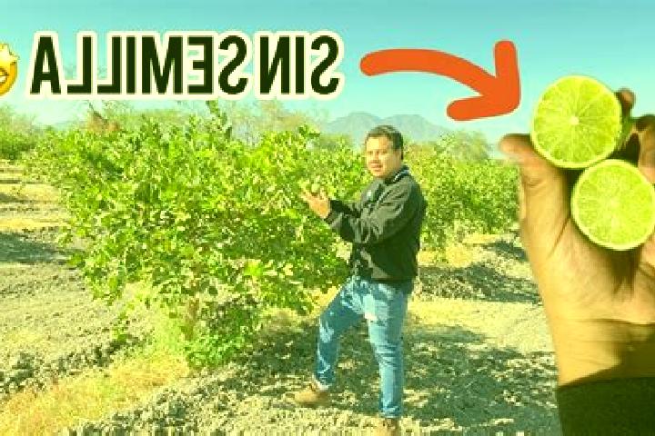 Iris, 24 — Escort in El Limon de los Ramos, Mexico