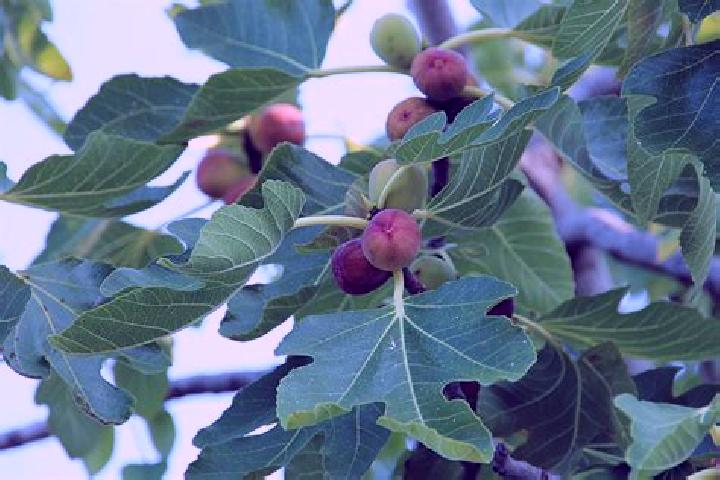 Iris, 25 — Escort in El Higo, Mexico