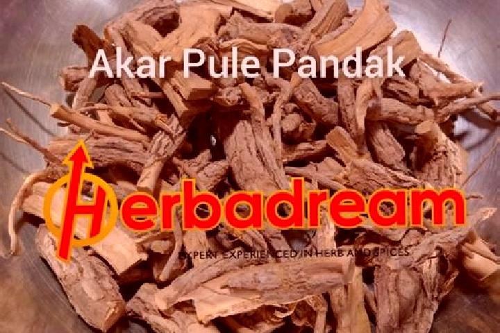 Iris, 25 — Escort in Pandak, Indonesia