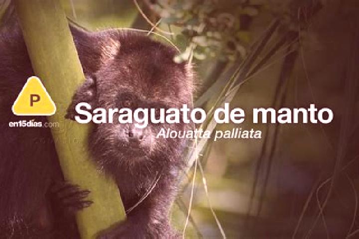 Iris, 29 — Escort in Manto, Honduras