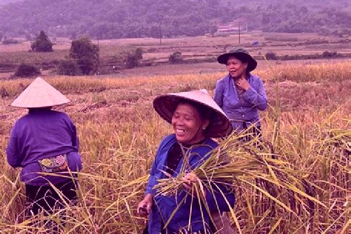 Iris, 29 — Escort in Nghia Lo, Vietnam