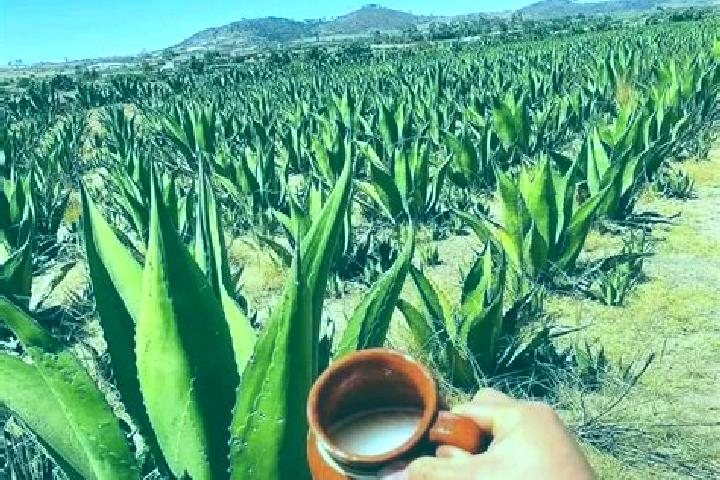Iris, 30 — Escort in San Agustin del Pulque, Mexico