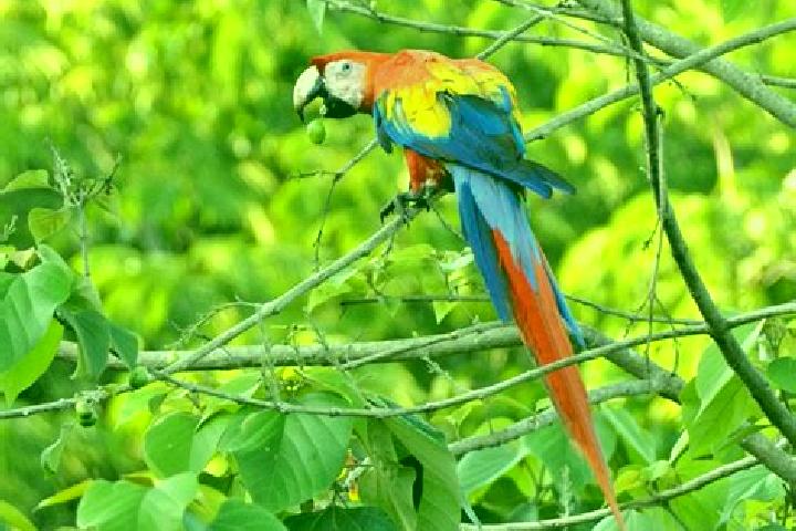 Iris, 31 — Escort in El Guacamayo, Colombia