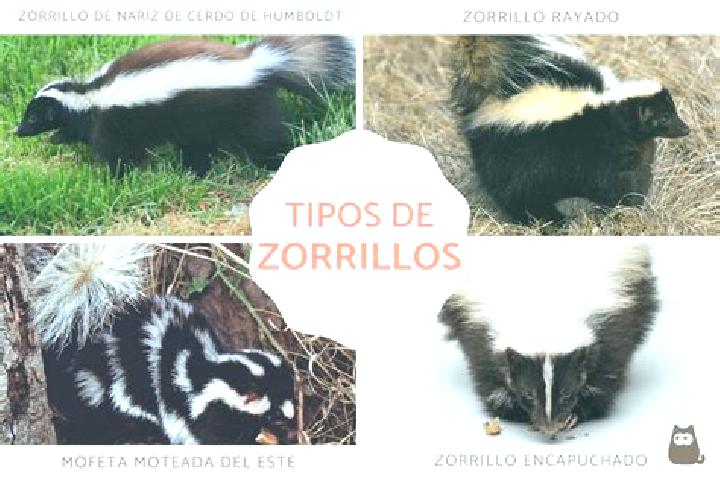 Iris, 31 — Escort in San Joaquin Zorrillos, Mexico