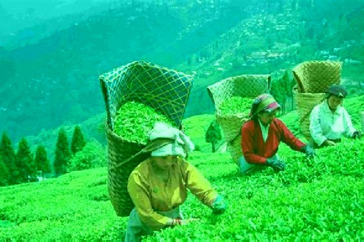 Iris, 34 — Escort in Tasti Tea Garden, India