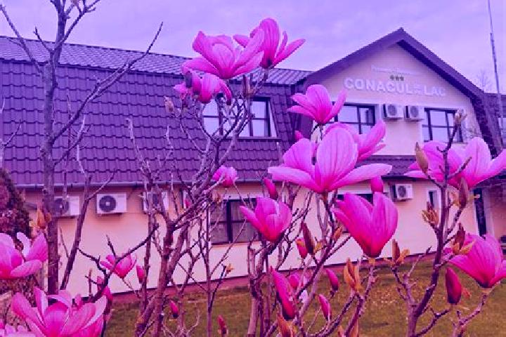 Iris, 34 — Escort in Valea Arinilor, Romania
