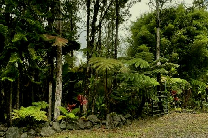 Iris, 36 — Escort in Fern Forest, United States