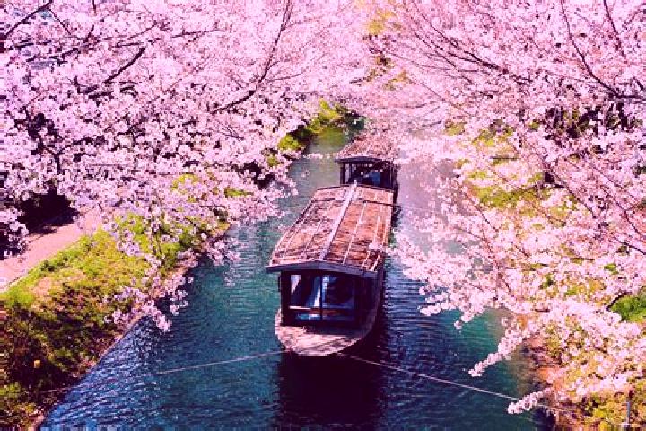 Iris, 39 — Escort in Fukagawa, Japan