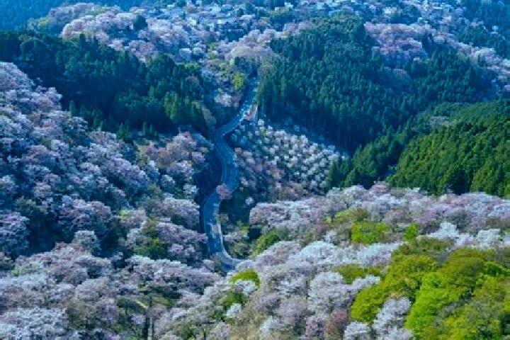 Isabella, 26 — Escort in Yoshino-cho, Japan