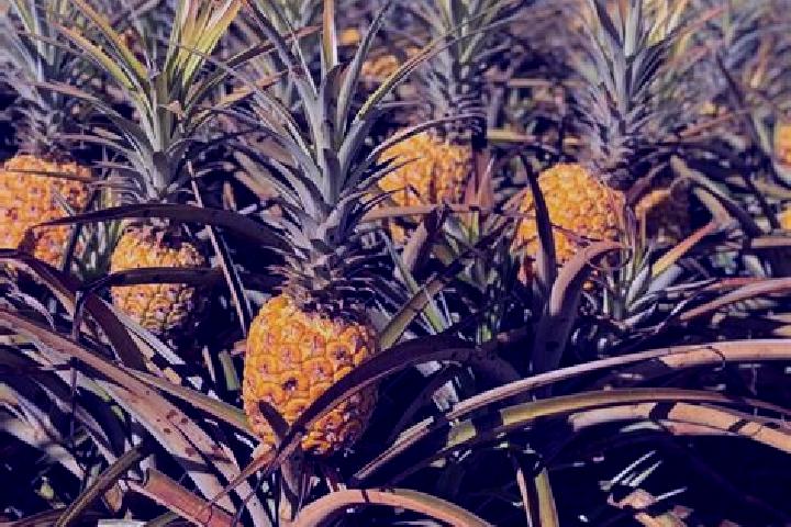 Isabella, 27 — Escort in Turiacu, Brazil