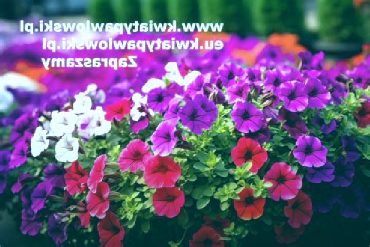 Isabella, 29 — Escort in Zawady, Poland