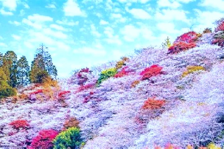 Isabella, 31 — Escort in Obara, Japan