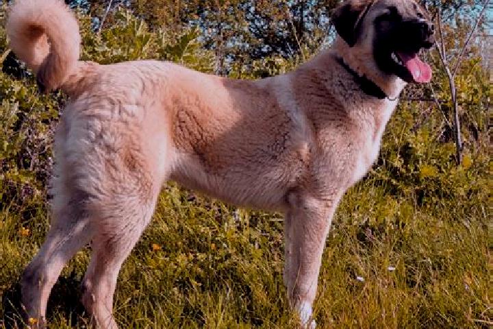 Isabella, 32 — Escort in Kangal, Turkey