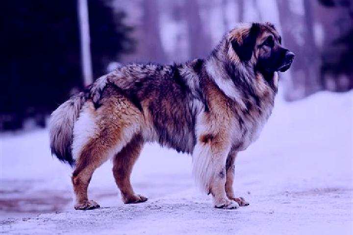 Isabella, 37, a black brown-eyed caucasian companion based in Castle Pines North. Offering 69, Deep French Kissing, Travel Companion, OWO. Available for inca...