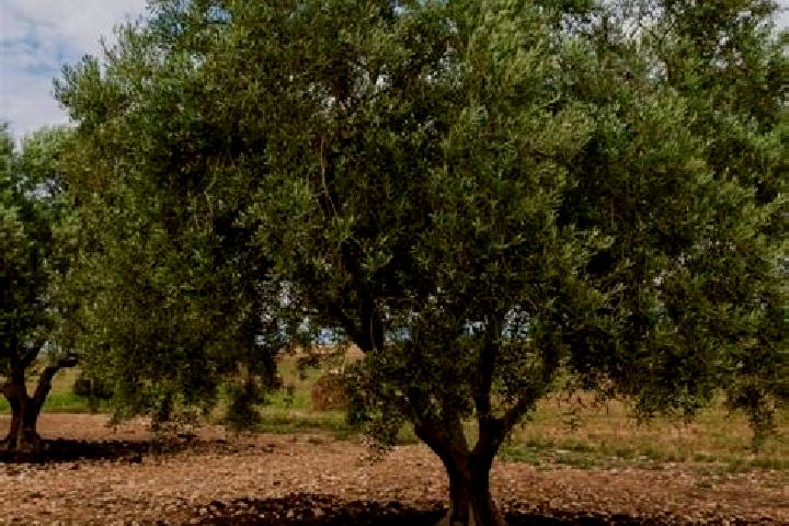 Isabella, 37 — Escort in El Olivo, Mexico