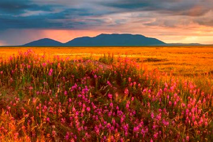 Isabella, 39 — Escort in Tundra, India