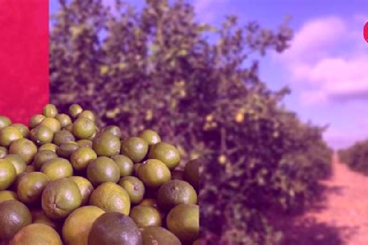 Ivy, 22 — Escort in Limones, Mexico