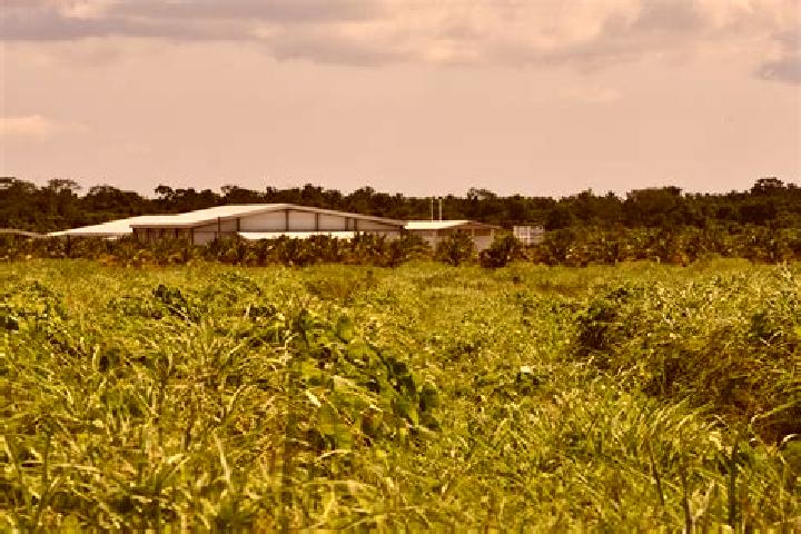 Ivy, 23 — Escort in Guinea Grass, Belize
