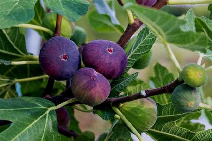 Ivy, 23 — Escort in Old Fig Garden, United States