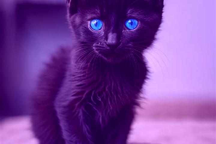 Ivy, 24, a black blue-eyed mediterranean companion based in Bang Klam. Offering Tantra, Party Girl, BDSM. Available for incall and outcall, day and evening d...