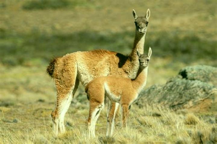 Ivy, 24, a red brown-eyed caribbean companion based in Pampa de los Guanacos. Offering Prostate Massage, Massage, Couples. Available for incall and outcall, ...