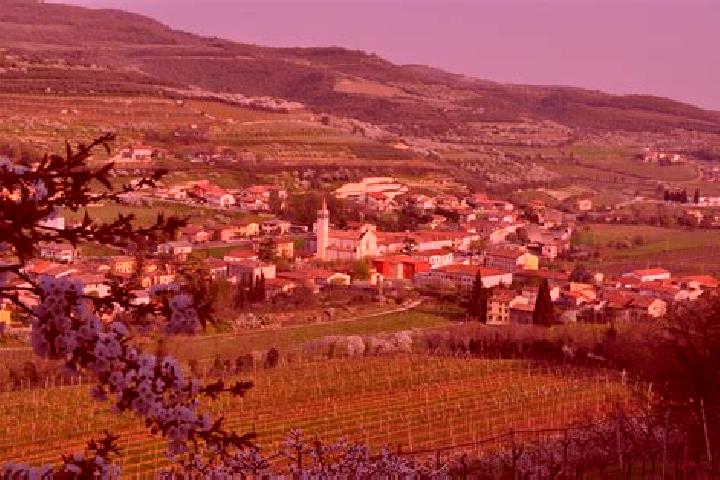 Ivy, 24 — Escort in Cazzano di Tramigna, Italy