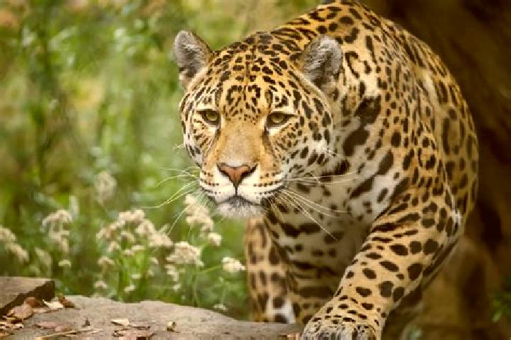 Ivy, 24 — Escort in La Tigra, Argentina