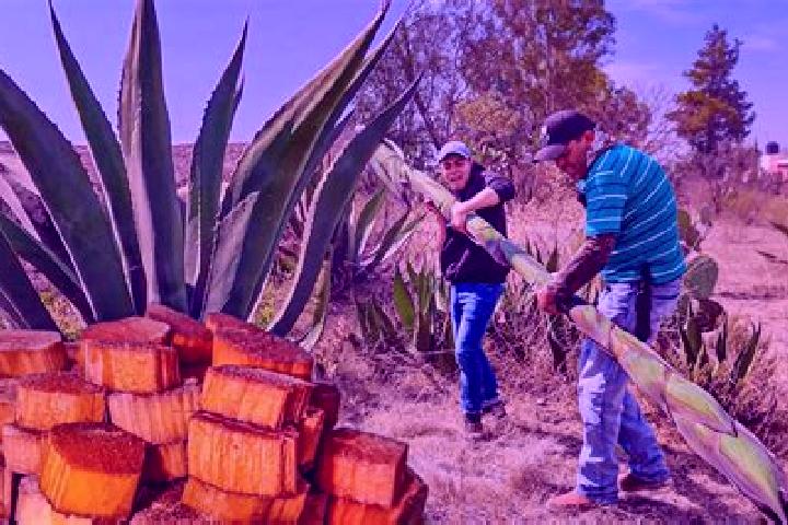 Ivy, 25 — Escort in El Maguey, Mexico