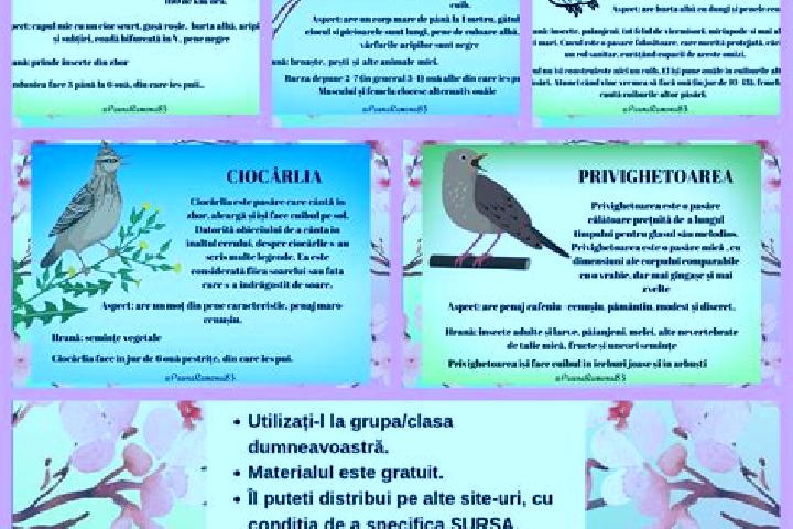 Ivy, 28 — Escort in Ciocarlia de Sus, Romania