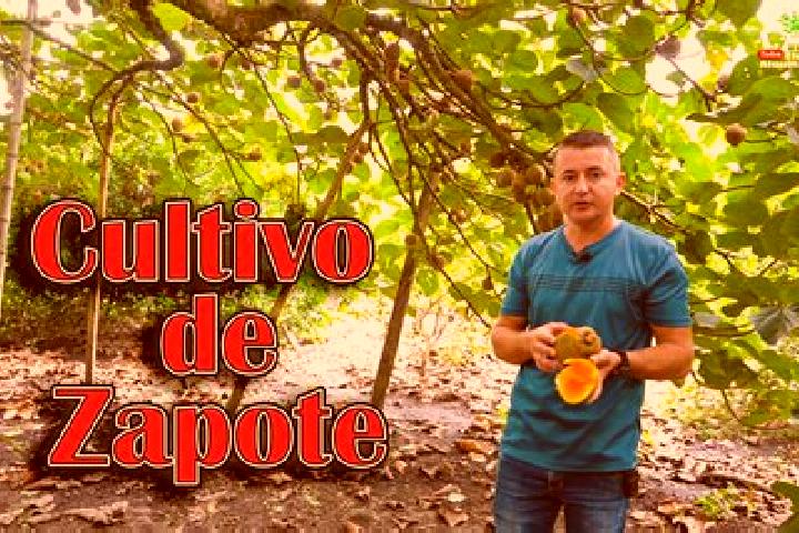 Ivy, 28 — Escort in Meson Zapote, Mexico