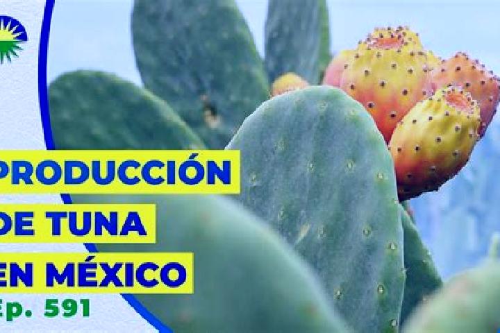 Ivy, 28 — Escort in Tuna Mansa, Mexico