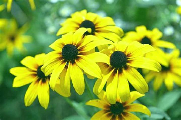 Ivy, 30, a black dark-eyed caribbean companion based in Herrenhausen. Offering Roleplay, GFE, Travel Companion, BDSM. Available for incall and outcall, day a...