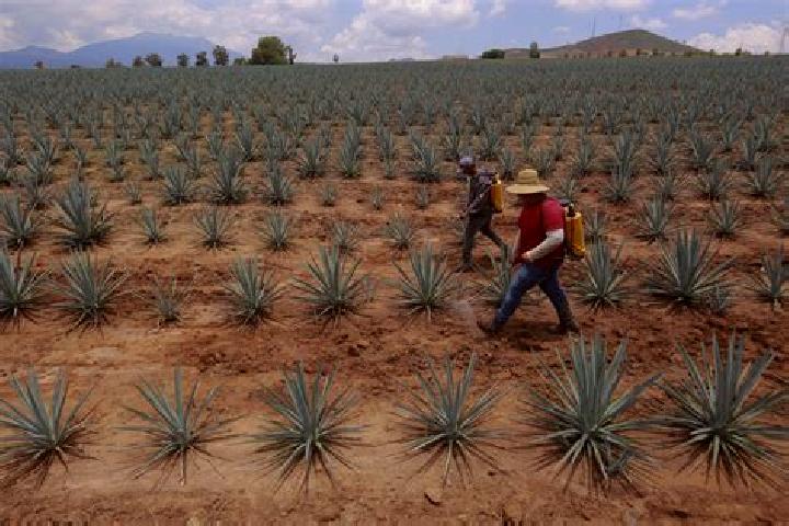 Ivy, 34 — Escort in Ayapango, Mexico