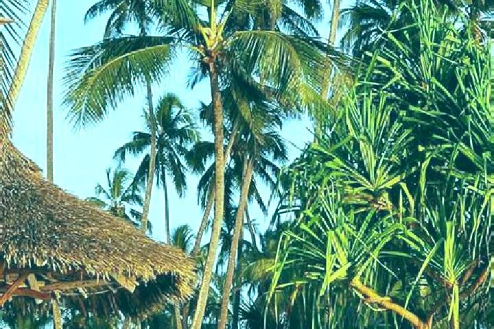 Ivy, 35 — Escort in Bukonyo, Tanzania