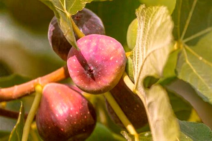 Ivy, 36 — Escort in Fig Tree Pocket, Australia