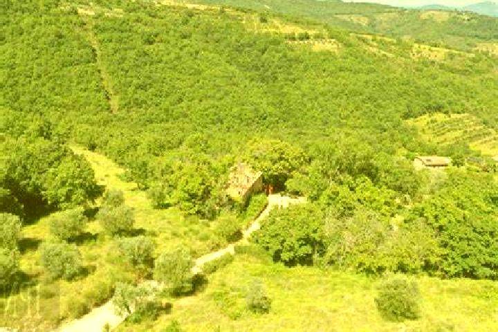Ivy, 36 — Escort in Fratticiola Selvatica, Italy
